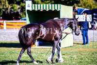 BathurstShow2017Fri_0036