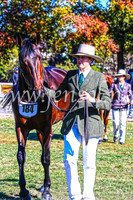 Australian Stock Horses