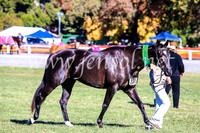 BathurstShow2017Fri_0070