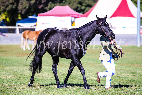 BathurstShow2017Fri_0114