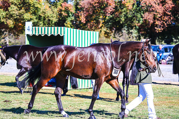 BathurstShow2017Fri_0132