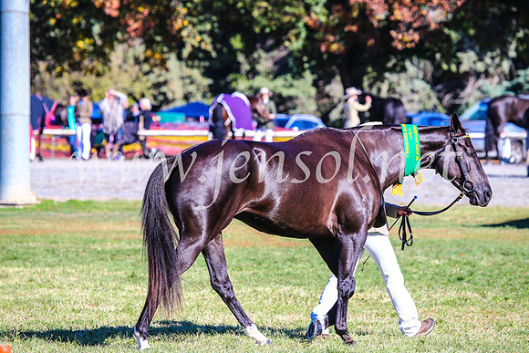 BathurstShow2017Fri_0079