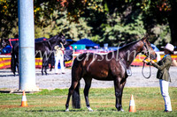 BathurstShow2017Fri_0041
