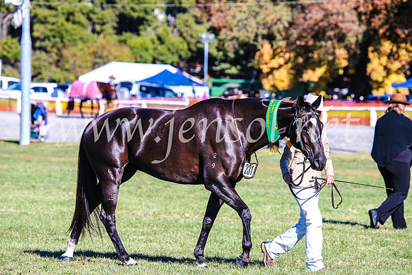 BathurstShow2017Fri_0072
