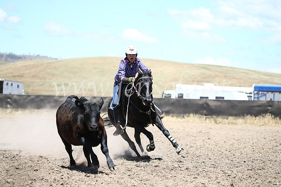 AdaminabyCampdraft2016_8240
