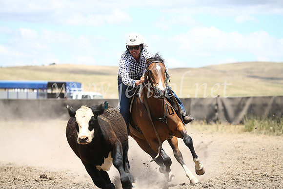 AdaminabyCampdraft2016_8319