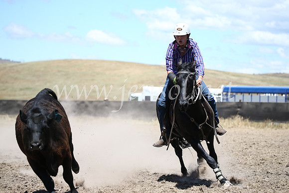 AdaminabyCampdraft2016_8242