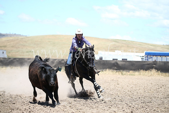 AdaminabyCampdraft2016_8239