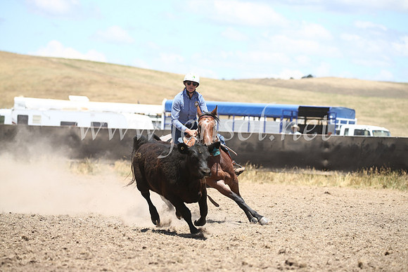 AdaminabyCampdraft2016_8268