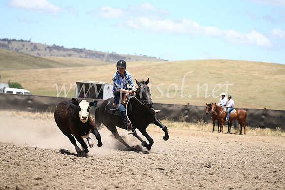 AdaminabyCampdraft2016_8335
