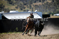 AdaminabyCampdraft2016_0340