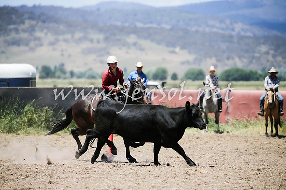 AdaminabyCampdraft2016_0376