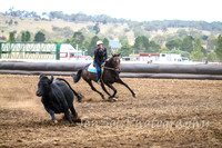 NimmitabelCampdraft2017_3050
