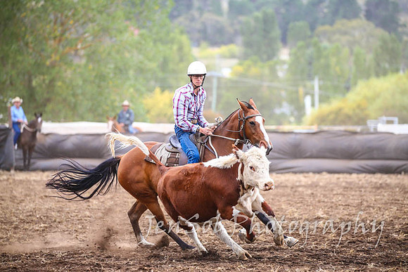 NimmitabelCampdraft2017_3026