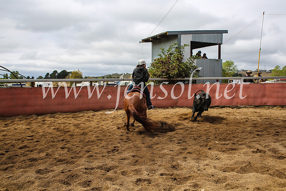 NimmitabelCampdraft2017_5927