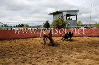 NimmitabelCampdraft2017_5928