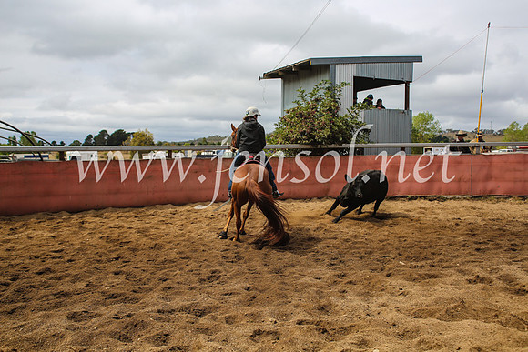 NimmitabelCampdraft2017_5928