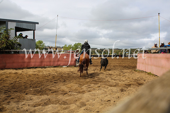 NimmitabelCampdraft2017_5930