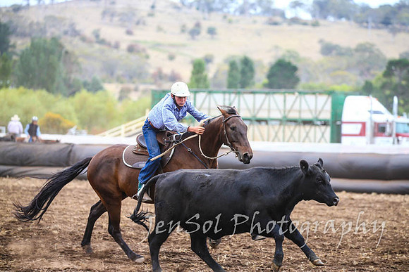 NimmitabelCampdraft2017_3042