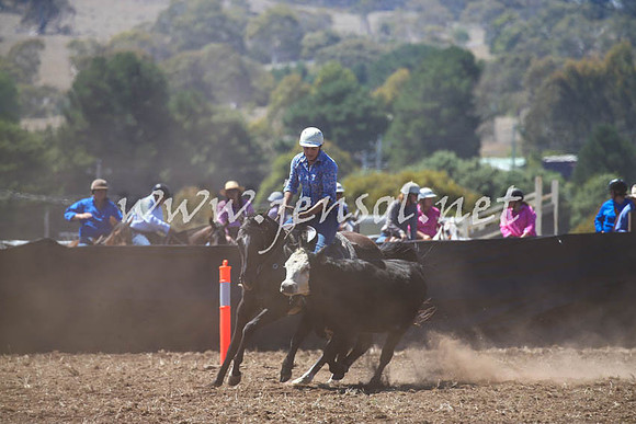 NimmitabelCampdraft2017_0078