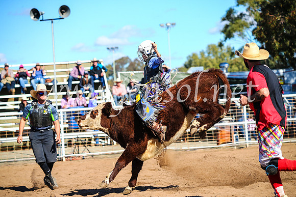 CoonambleRodeoCampdraftMon_7685