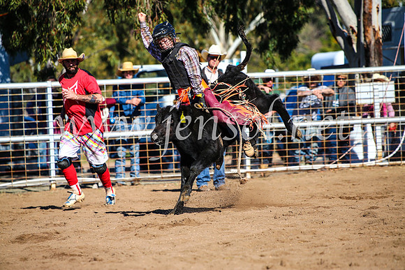CoonambleRodeoCampdraftMon_6879