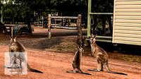 BirdsvilleRaces2022-553