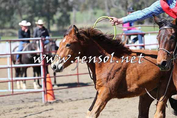 TumbarumbaStockmensChallenge_0318
