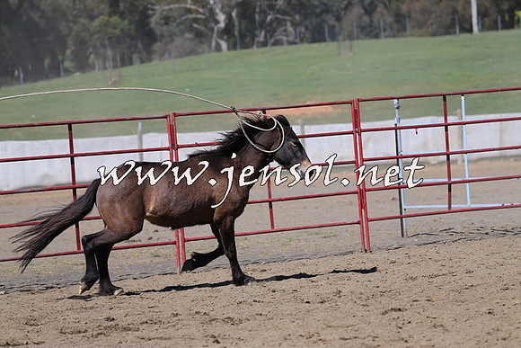 TumbarumbaStockmensChallenge_0497