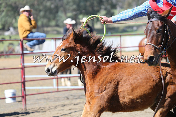 TumbarumbaStockmensChallenge_0319
