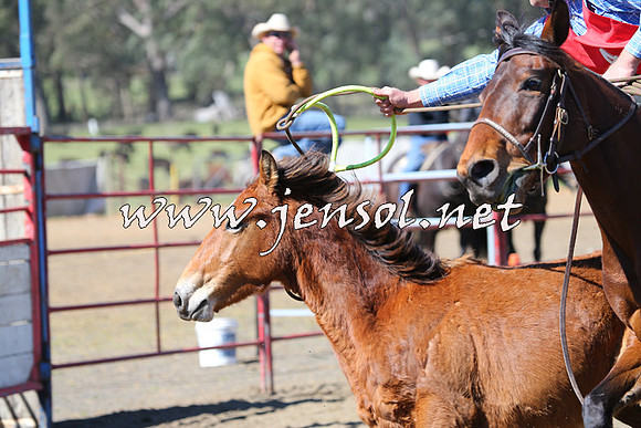 TumbarumbaStockmensChallenge_0317