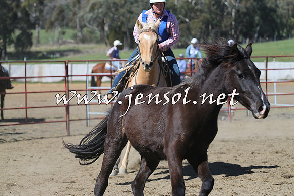 TumbarumbaStockmensChallenge_0290
