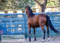 CoomaRodeo2023_0455