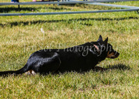 SnowyMountainsMuster_0107