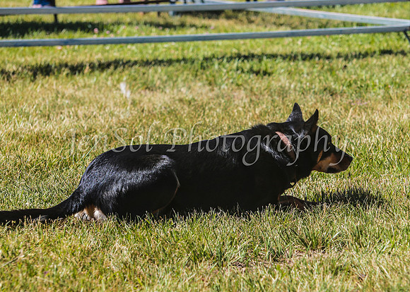 SnowyMountainsMuster_0107