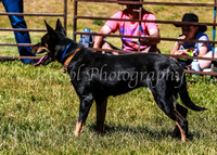 SnowyMountainsMuster_0102