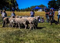 SnowyMountainsMuster_0098
