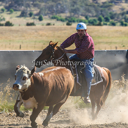 AdaminabyCampdraft2015_0073