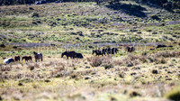 BrumbiesDec25_0028