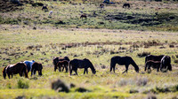 BrumbiesDec25_0018