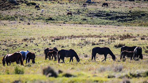 BrumbiesDec25_0018