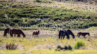BrumbiesDec25_0002