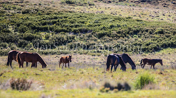 BrumbiesDec25_0002