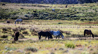 BrumbiesDec25_0011