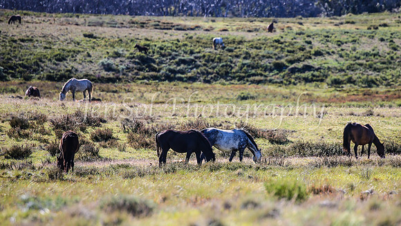 BrumbiesDec25_0011