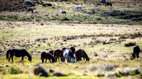 BrumbiesDec25_0032