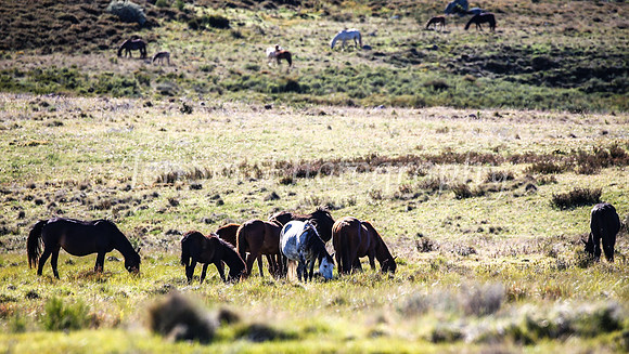 BrumbiesDec25_0032