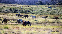 BrumbiesDec25_0038