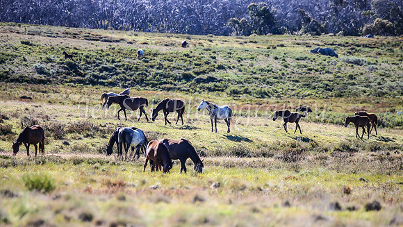 BrumbiesDec25_0038