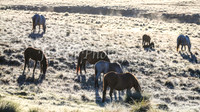 Brumbies28_29Dec25_0004